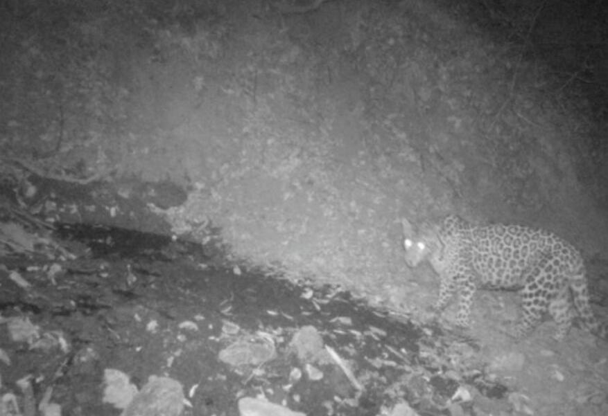 首次发现野生金钱豹,四川惊现野生金钱豹是真的吗