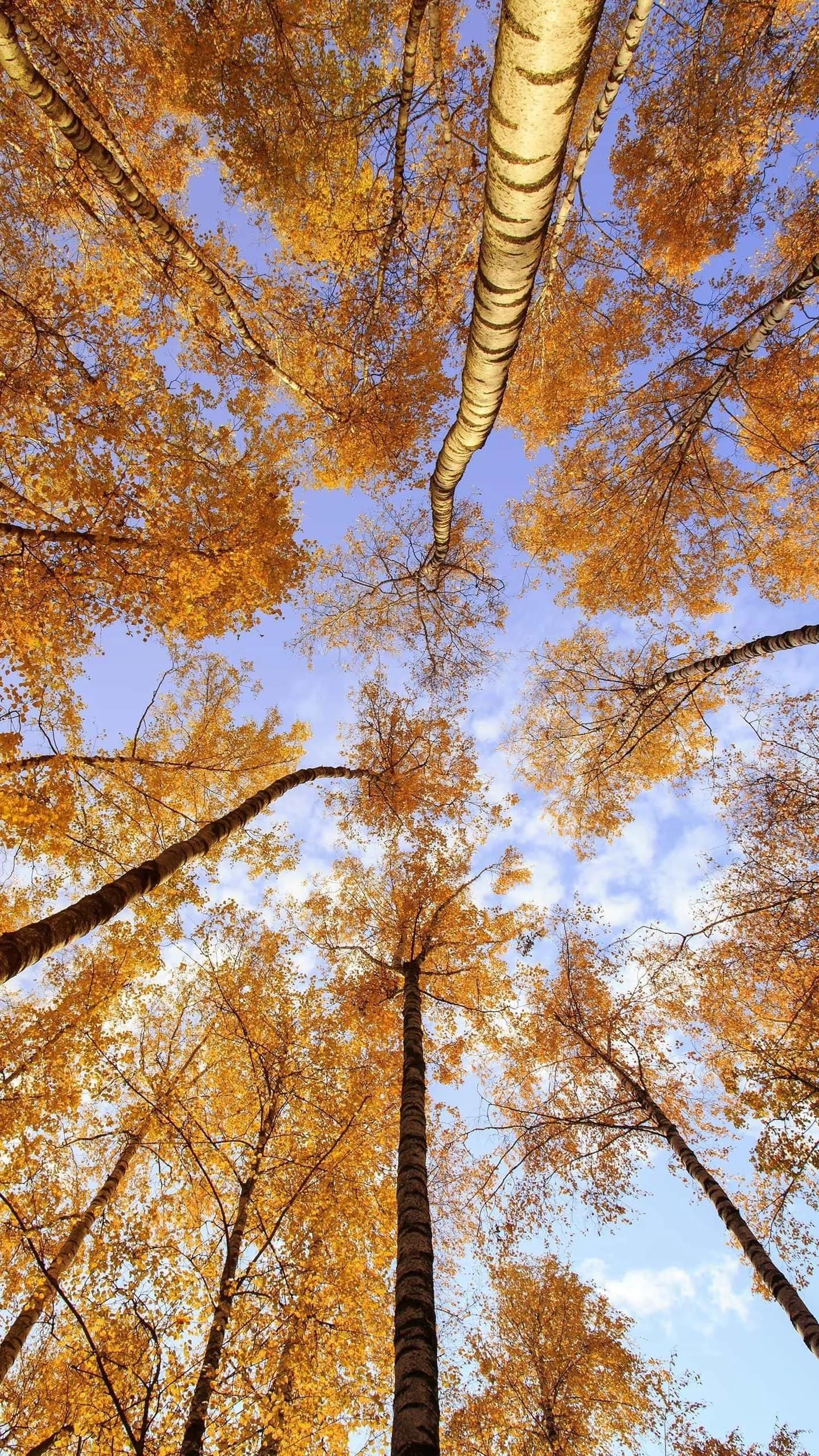 人是否有转世轮回,人有没有转世轮回