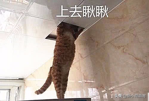 客厅天花板里有老鼠,客厅吊顶里的老鼠怎么进去的