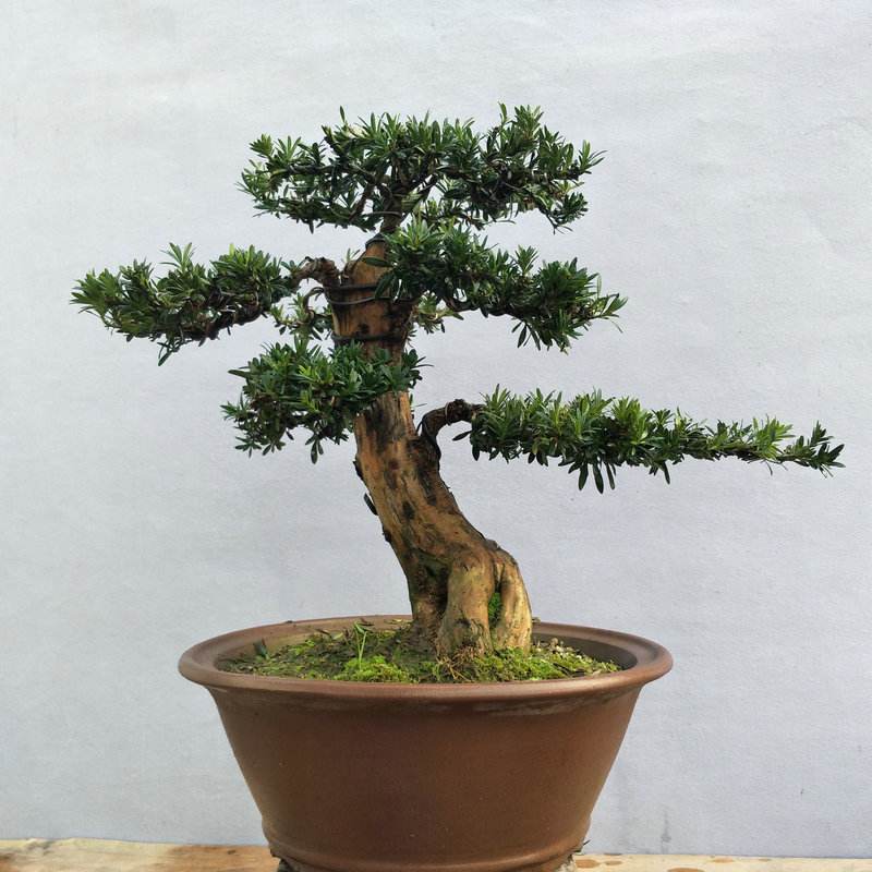 罗汉松干叶如何解决,罗汉松粗枝多如何留枝