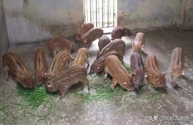 二代野猪养殖利润,养殖野猪投资多大