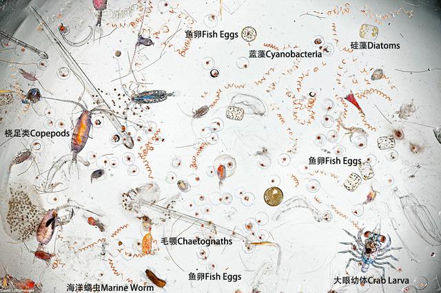 关于螃蟹科普知识,螃蟹科普