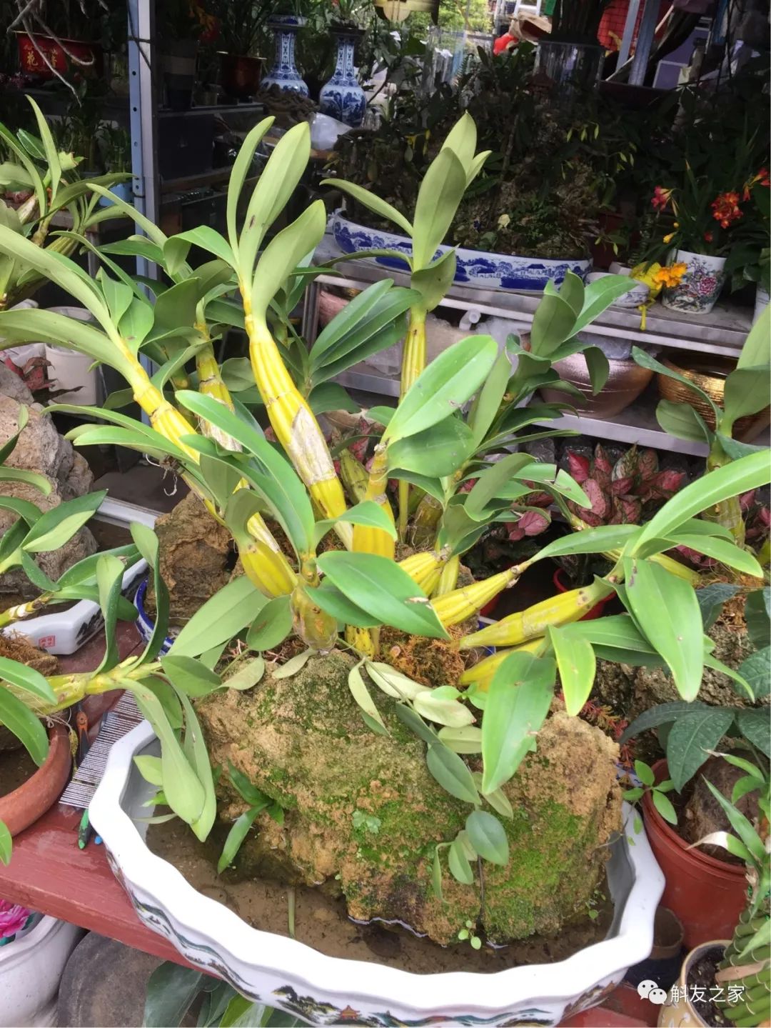 石斛兰叶子黑尖,石斛兰的茎杆子黄了怎么办