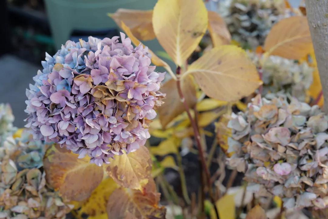 徕卡sl2相机价格,徕卡sl2视频功能怎么设置