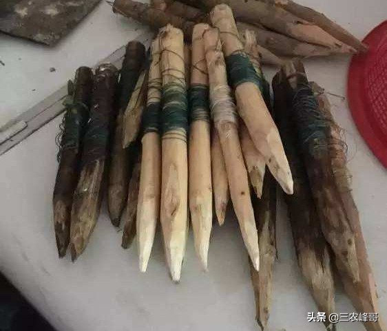 钓黑鱼正确方法,钓黑鱼的方法与技巧用路亚