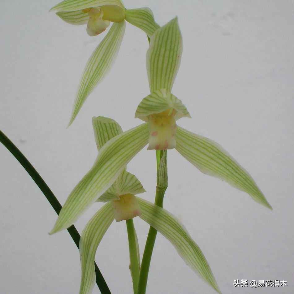 大雪素莲瓣兰和剑阳蝶多少钱一苗,莲瓣兰大雪素和老种大雪素的区别