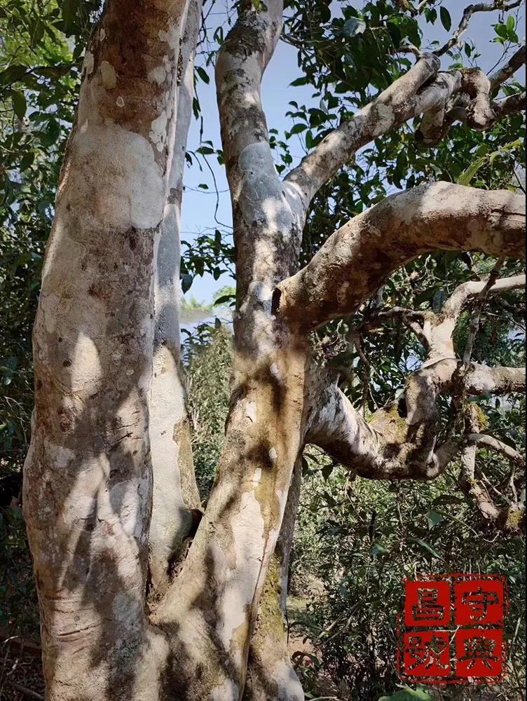 品饮普洱茶有哪些感受呢,普洱生茶喝后口腔发涩是怎么回事