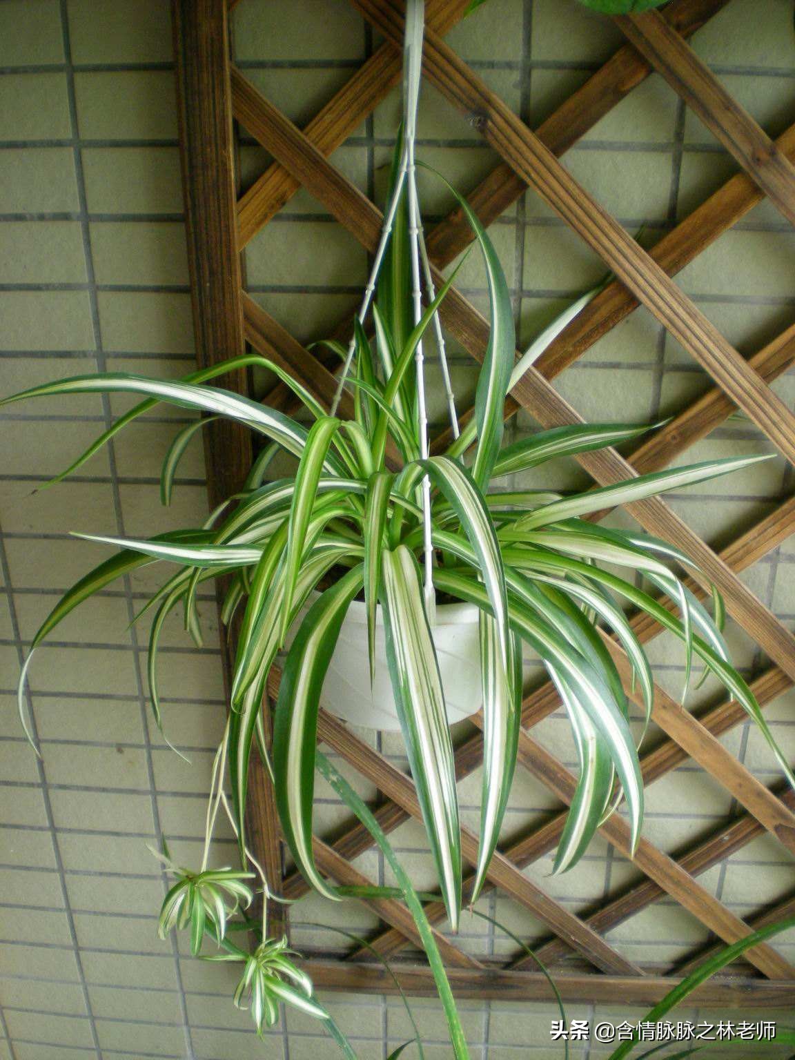 家里植物长得不好有什么说法,家里什么植物都养不好是什么原因