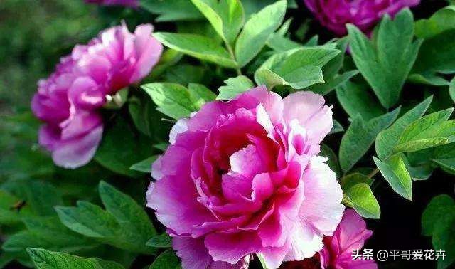 紫斑牡丹萎蔫如何管理,牡丹叶面发黄是什么原因