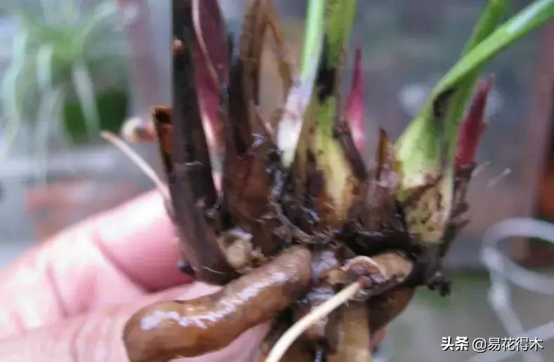 兰花养护｜茎腐病、黑腐病、根腐病和软腐病的区别救治