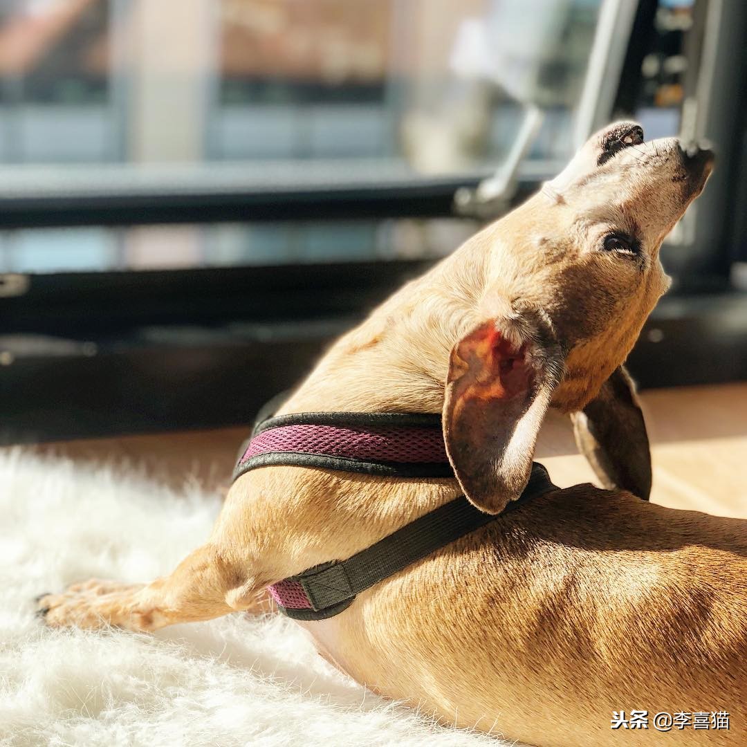 狗狗总是叫怎么治,狗狗总是叫人该怎么制止