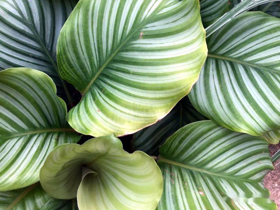 客厅电视柜适合养什么小盆栽植物,客厅电视柜上放什么植物比较好