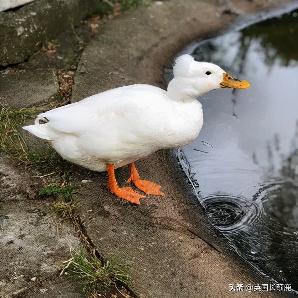 羊驼治愈案例,动物治愈焦虑
