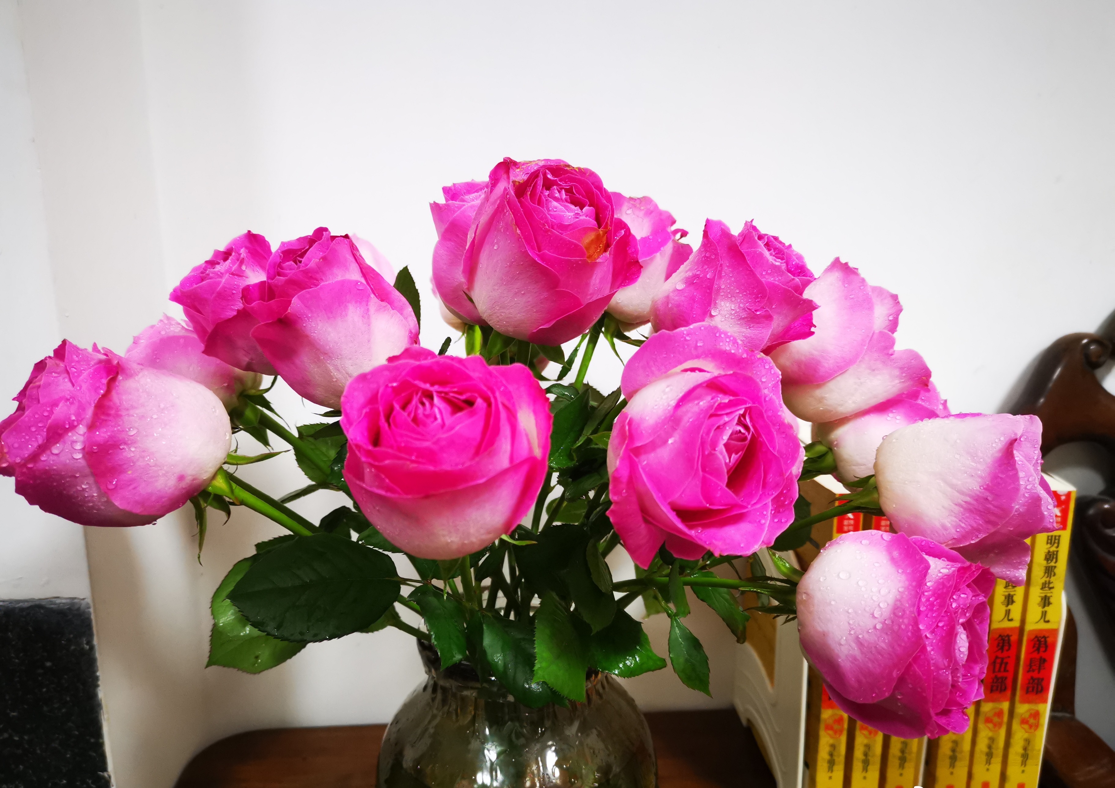 切花糖果雪山玫瑰怎么养,玫瑰雪山盆栽