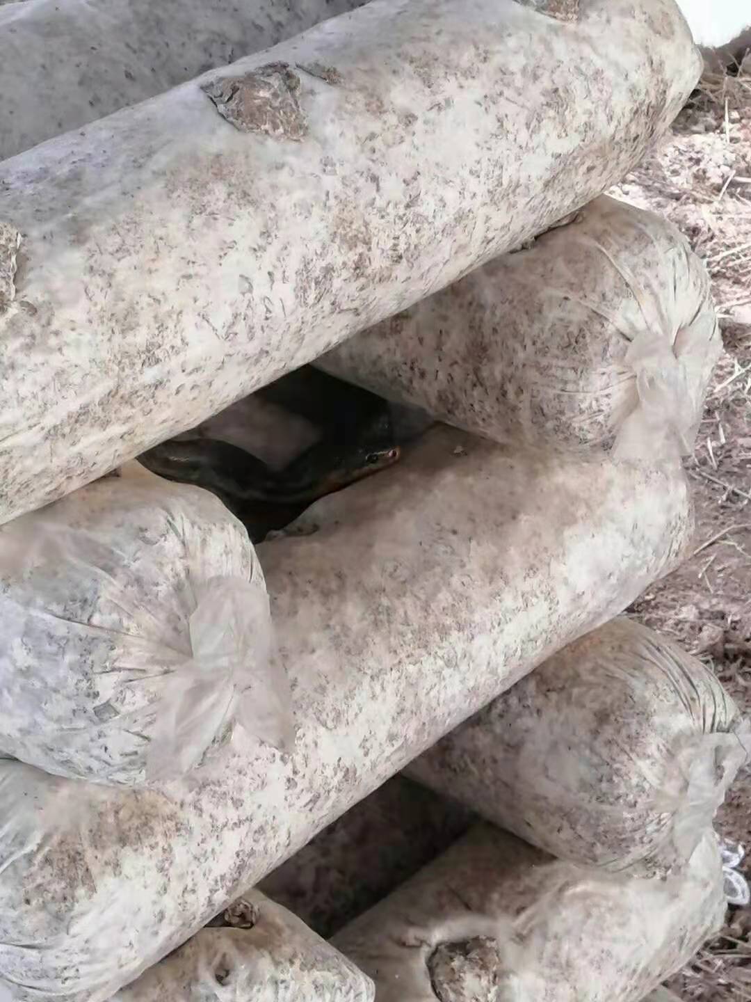 香菇大棚里发生的事，腿都吓软了