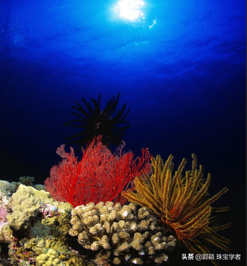 解密几个神奇的动物,解密神秘生物