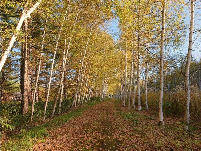 北海道登别到美瑛町需多久,日本北海道美瑛川的雪景