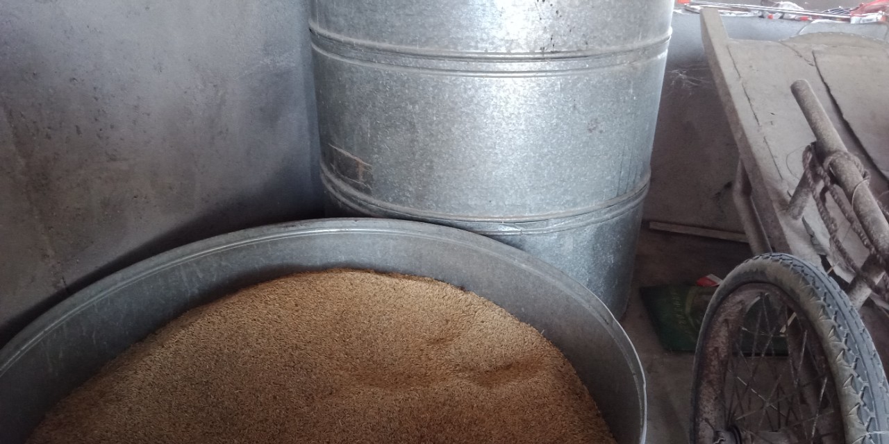 谷仓的稻谷有飞蛾怎么办,谷仓里面有飞蛾怎么办