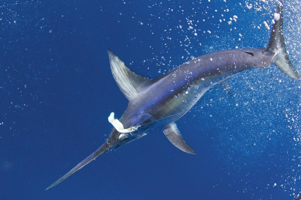 剑鱼vs旗鱼vs金枪鱼谁速度快,游得最快的海洋动物旗鱼