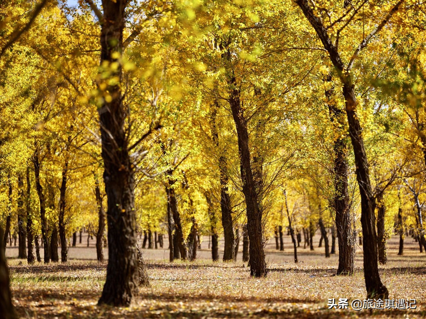 塞上江南宁夏游,宁夏的生态旅游环境