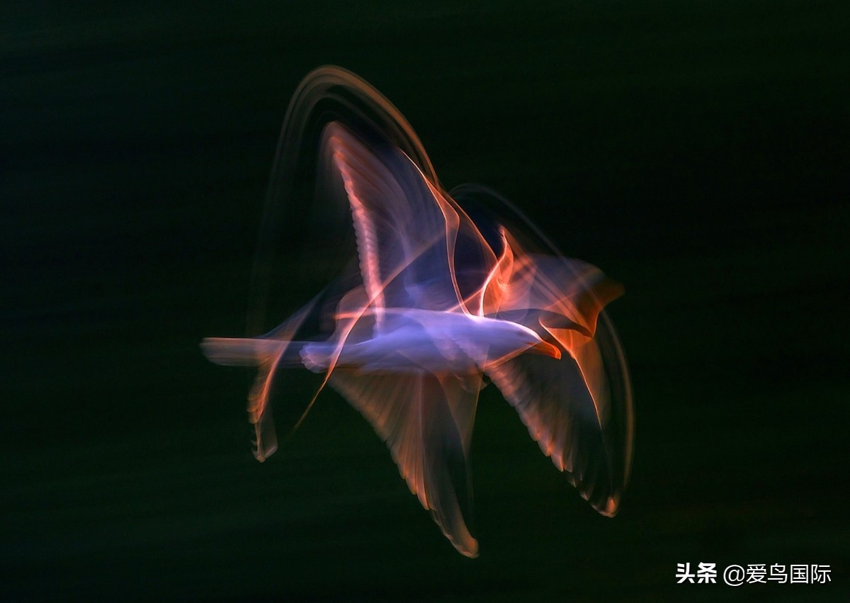 观鸟大年影片,观鸟大年在线观看