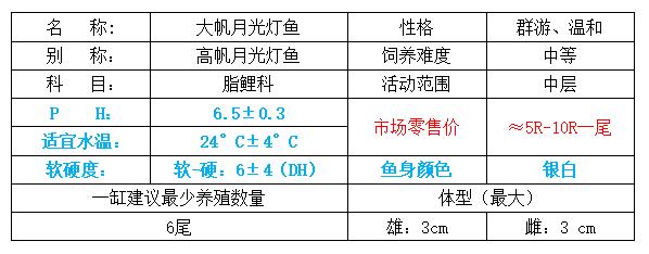 观赏鱼小型宝莲灯鱼,小型观赏鱼鱼灯推荐