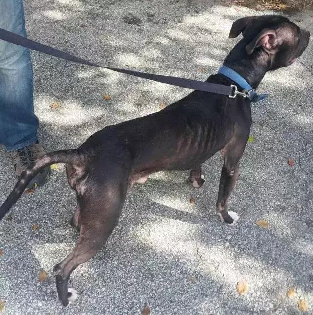 闻毒品的缉毒犬会因此染上毒瘾吗,缉毒犬是不是让它有毒瘾