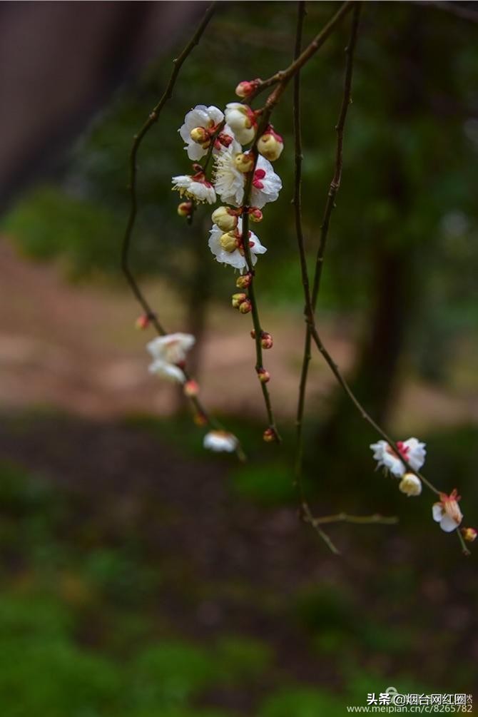 南京梅花山梅花开了吗,来南京梅花山赏梅花