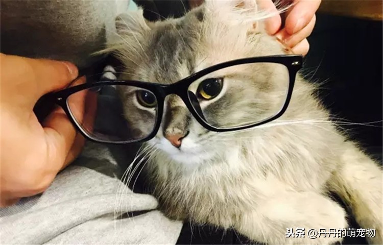 不要在宿舍养宠物,不要在寝室养动物