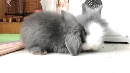 西安撸兔店,西安撸兔体验馆团购