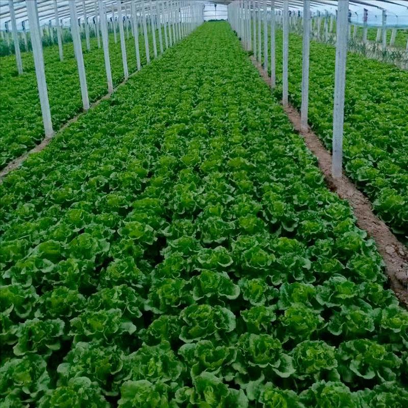 生菜基地都有哪些,推荐种植生菜的理由