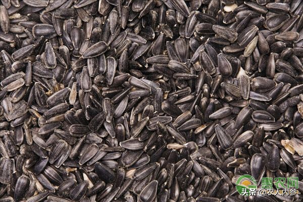 菜籽油花生油葵花籽油多少钱一斤,葵花籽菜籽油哪个价格高