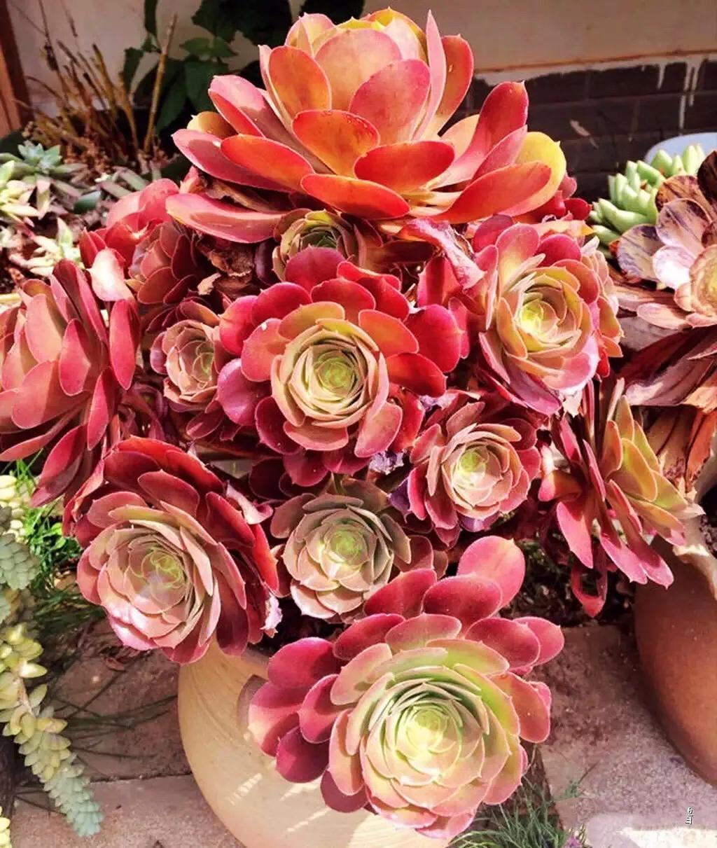 多肉法师韶羞现在能摘心吗,韶羞法师和荷兰玫瑰法师的区别