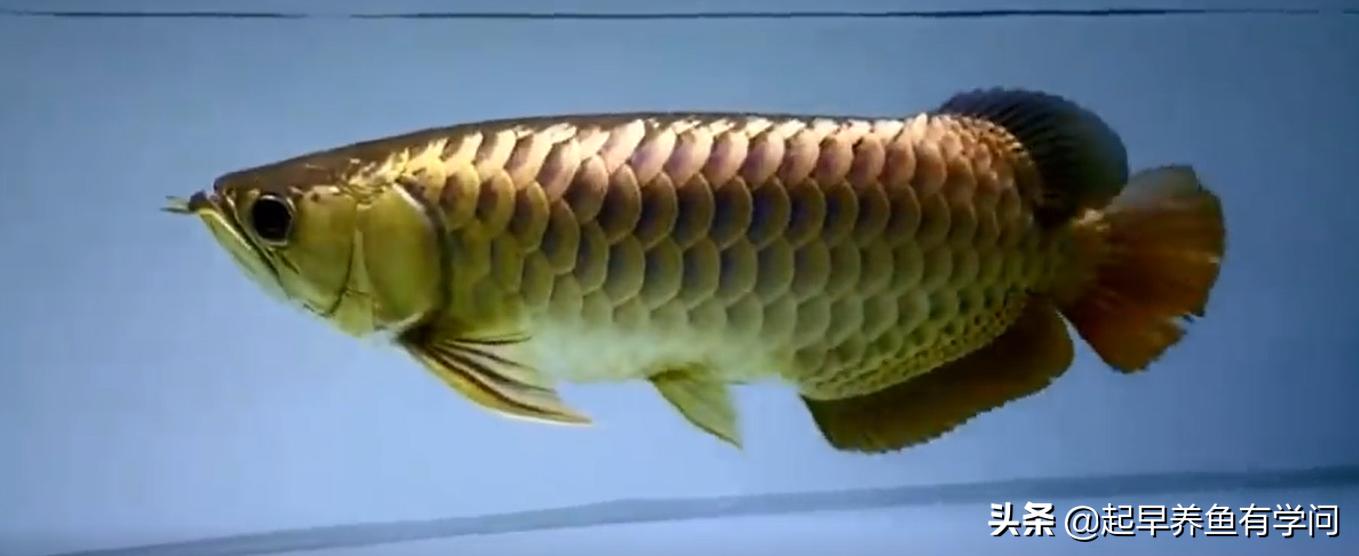 红龙养殖基本知识,红龙养殖十大误区