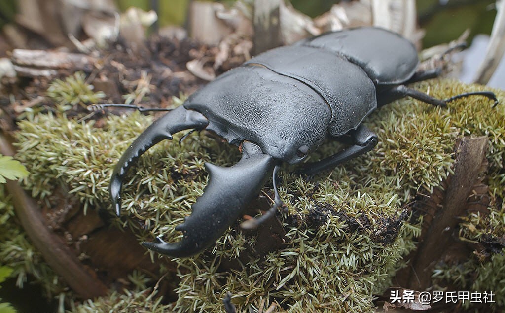罗氏虫社知识分享之霸气又凶暴的东南亚巨扁锹们