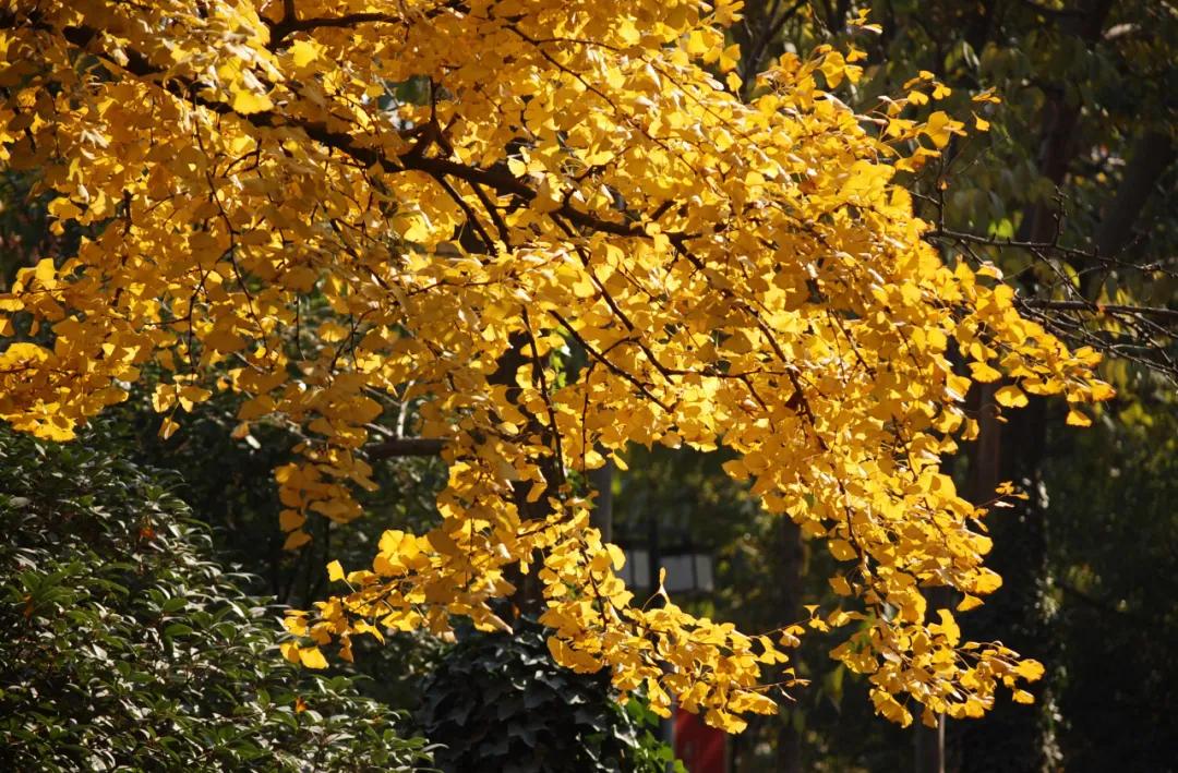 新一波冷空气在路上！何时降温？明早天气有变化，开车到这些路段千万注意！“金秋”原来不仅指颜色...