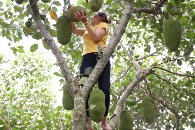 果肉饱满香甜浓郁白沙荣邦吴其貌线上销售菠萝蜜助农增收销路畅