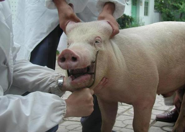 猪口有白沫不吃是怎么回事,猪嘴巴有泡沫不吃食怎么办