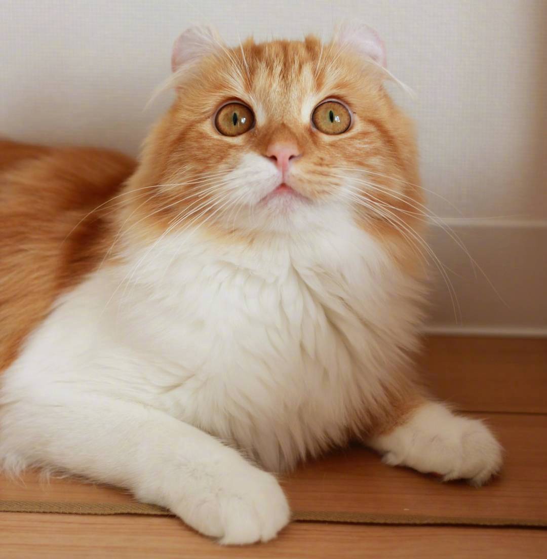 又骗我养猫系列|长得像大橘的卷耳猫