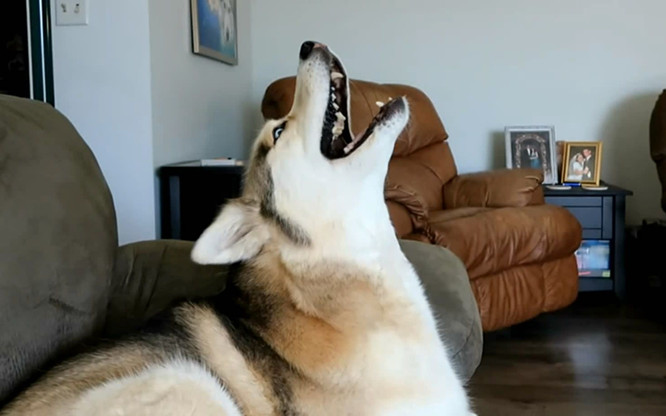 狗狗吠叫怎么让它安静,狗狗晚上叫人怎么办