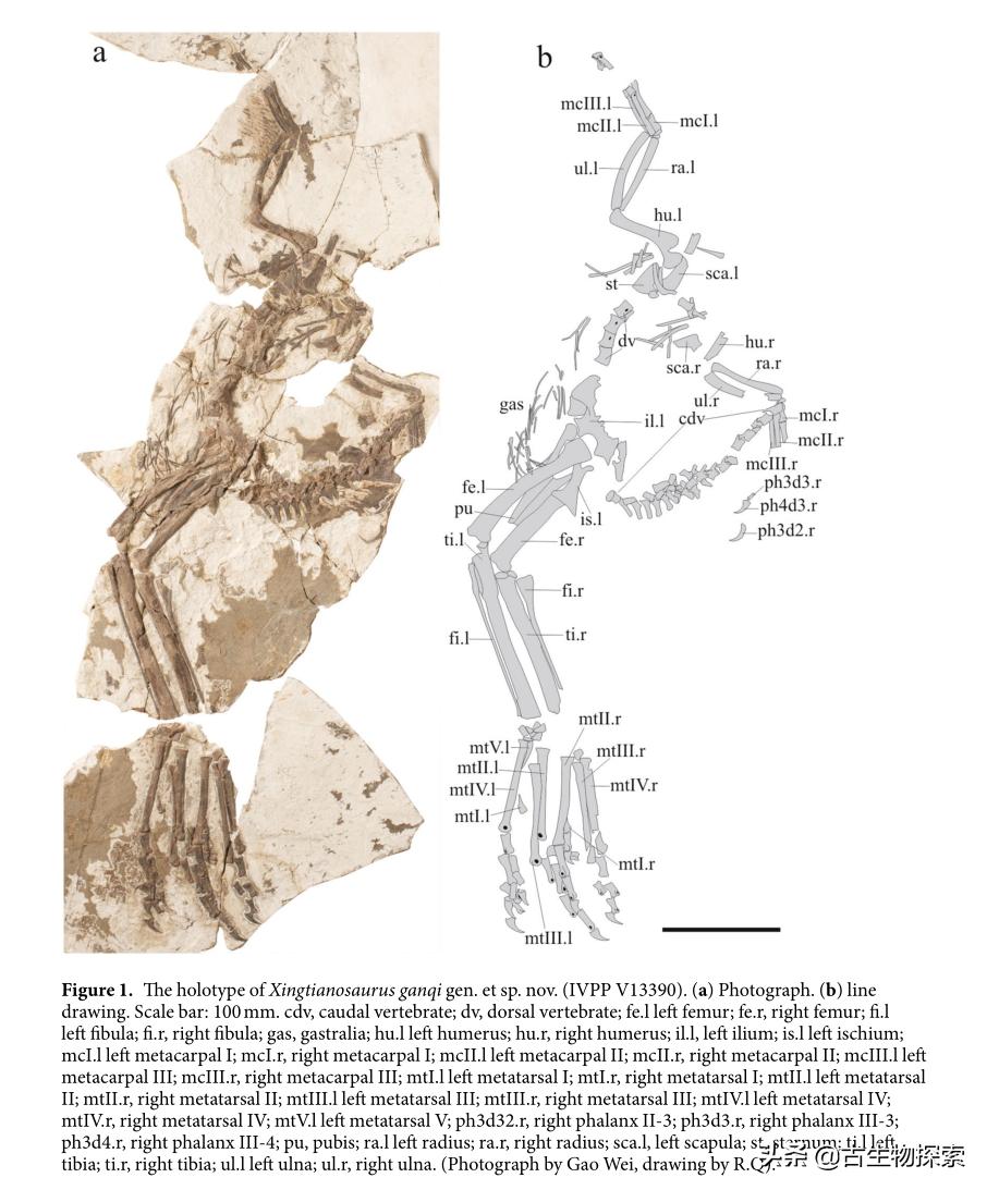 有羽毛和翅膀的恐龙叫什么恐龙,特厉害的恐龙是什么恐龙