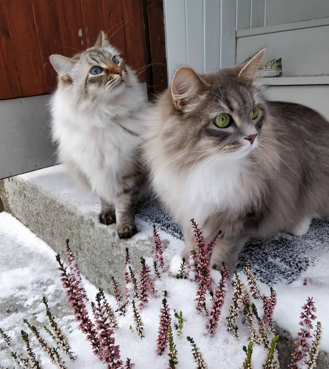 猫咪流鼻涕是什么原因引起的,猫咪长期流鼻涕怎么回事