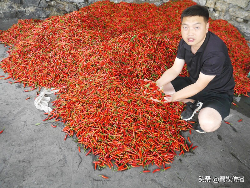 四川叙永：一抹辣椒红，点亮脱贫梦