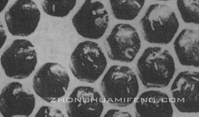 中蜂最好的饲养模式,中蜂管理技术大全