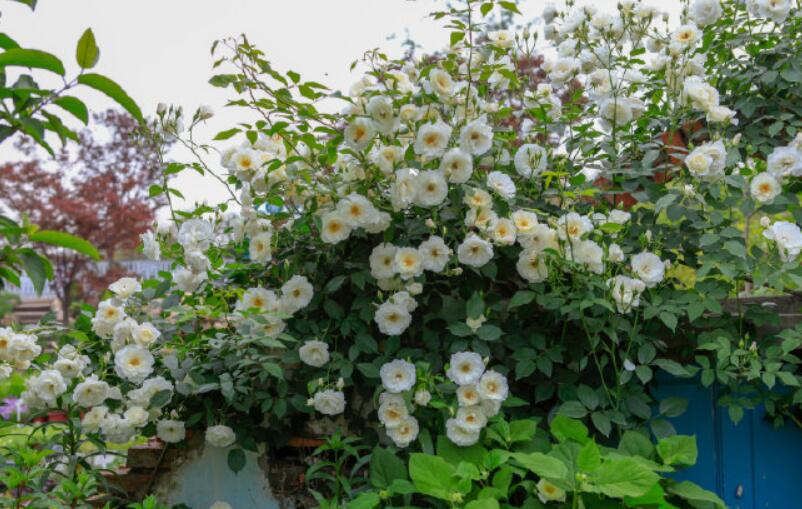 多季节开花勤花期长的藤本月季,藤本月季粉色龙沙宝石