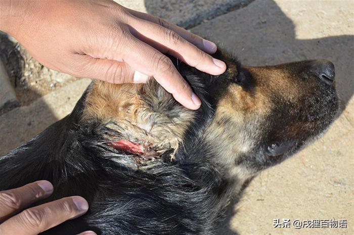 哪些狗狗遭遇了不好的事情,那些年狗狗生过的病