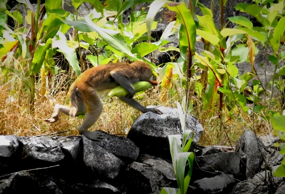 a股已经从反弹过渡到反转,a股连续两年亏损咋办