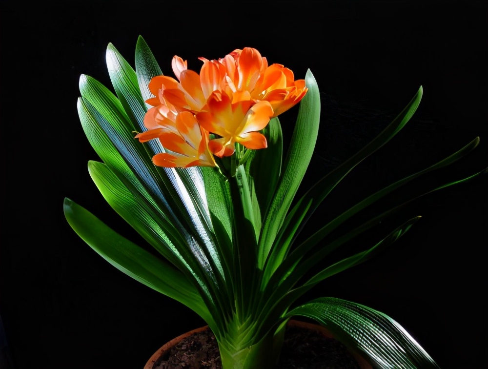 君子兰叶子光了怎么处理,君子兰的叶片蔫蔫的怎么办