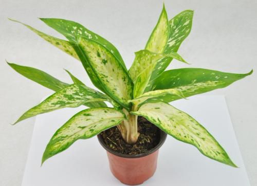 水养万年青的正确方法,怎么养广东万年青枝繁叶茂