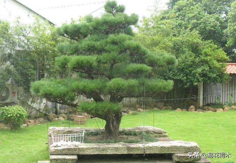 黑松盆景经典造型,日本黑松盆景培养技术